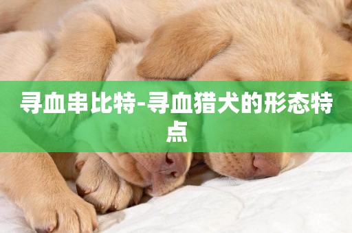 寻血串比特-寻血猎犬的形态特点